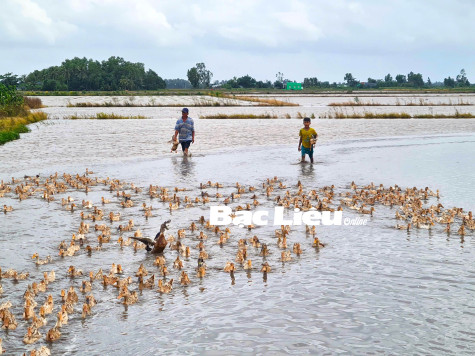 Mùa vịt chạy đồng
