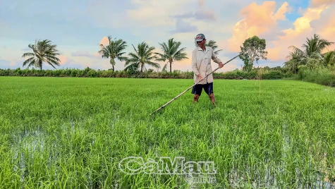 Kỳ vọng vụ lúa - tôm