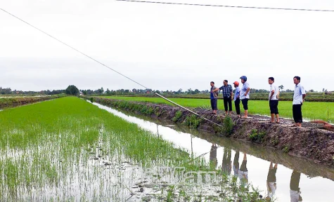 Diện tích xuống giống vụ lúa - tôm vượt xa so kế hoạch