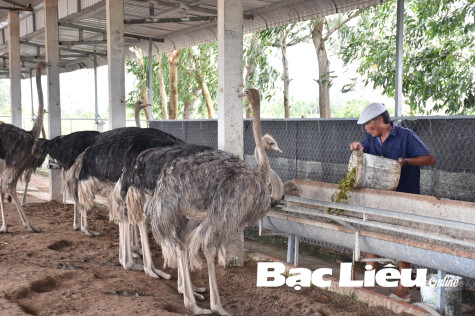 Ông Đỗ Trường Mây - Bước đầu thành công với mô hình nuôi đà điểu