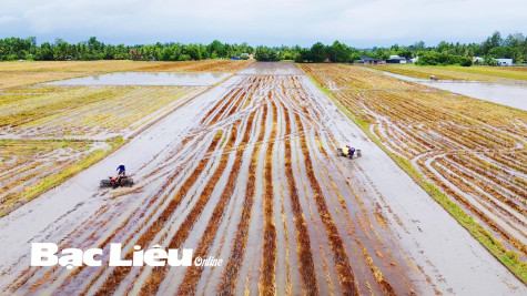 Chủ động bảo vệ vụ lúa thu đông