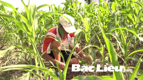 Cây bắp lai bén rễ trên vùng đất nhiễm phèn mặn