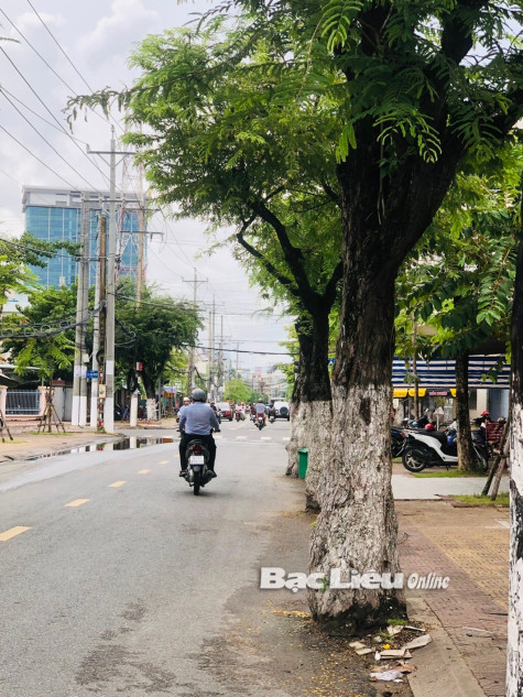 UBND TP. Bạc Liêu: Họp dân bàn việc chặt hạ 4 cây me trăm tuổi