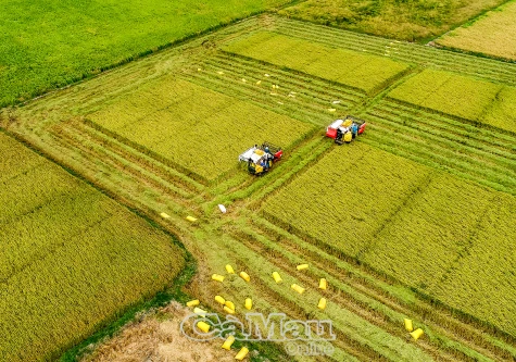 Sẽ có một triệu héc-ta lúa chất lượng cao, phát thải thấp