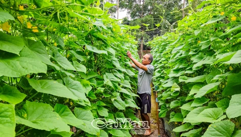 Giỏi trồng màu, vươn lên khá giàu