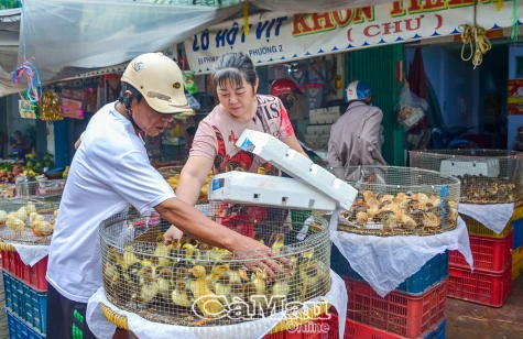 Chủ động phòng ngừa dịch cúm gia cầm