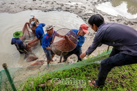 Nhộn nhịp mùa thu hoạch cá chình