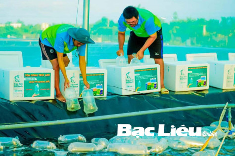 TP. BẠC LIÊU: PHÁT TRIỂN CÁC MÔ HÌNH NUÔI TÔM CÔNG NGHỆ CAO VÀ SẢN XUẤT CON GIỐNG CHẤT LƯỢNG CAO