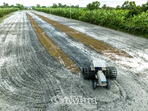 Tập trung sản xuất lúa đông xuân