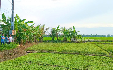 Chủ động tiêu úng, bảo vệ mùa vụ