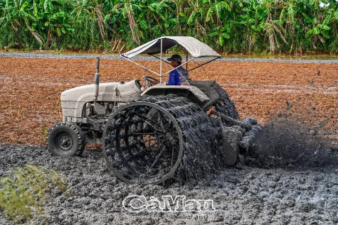 Vào vụ màu Tết