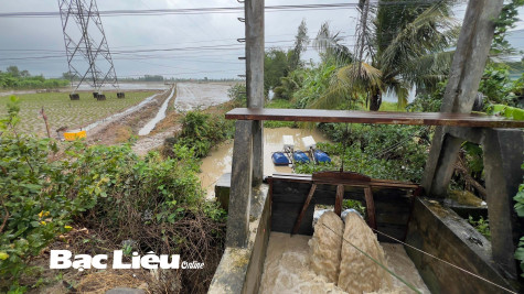 Hơn 570ha lúa và gần 2ha hoa màu bị ngập úng do mưa lớn, triều cường