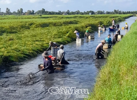 Trí Lực dồn sức xây dựng nông thôn mới nâng cao