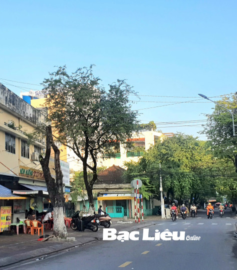 Cây me mà biết nói...