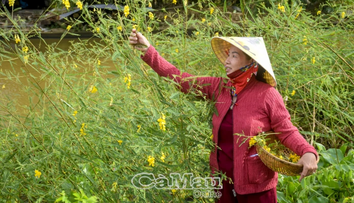 Mùa bông điên điển