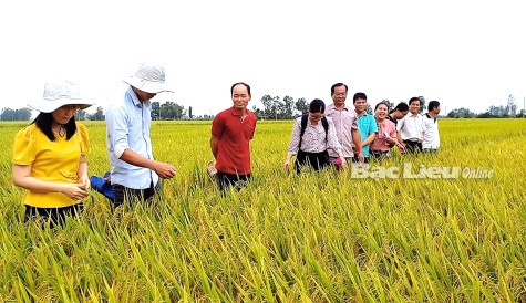 Khởi động Đề án 1 triệu héc-ta lúa chất lượng cao và giảm phát thải
