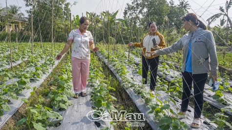 Phụ nữ Khánh Bình Đông đoàn kết phát triển kinh tế