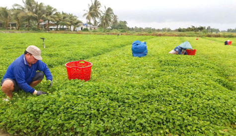 Quỹ Hỗ trợ nông dân: Giúp hội viên, nông dân nâng cao thu nhập