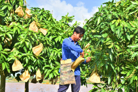 Tăng thêm thu nhập nhờ trồng xoài xuất khẩu