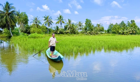 Ðồng xanh trên đất mặn