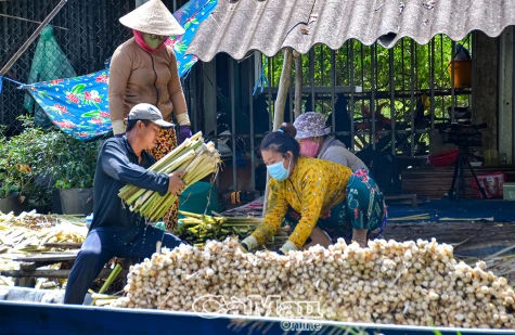 Nông dân khởi nghiệp sáng tạo