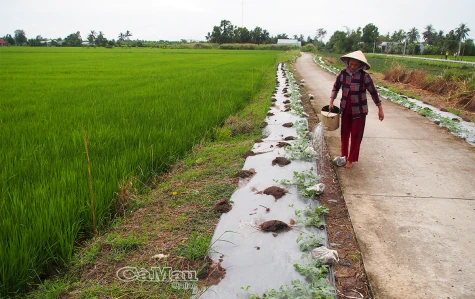 Hoa màu vào vụ tết