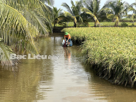 Giá lúa tăng - nông dân phấn khởi