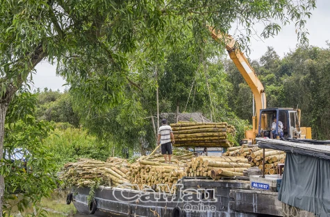 Cách nào giữ được cây tràm?