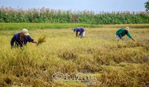 Mùa gặt thuê trên đất lúa – tôm