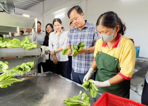 Liên kết tiêu thụ để nâng giá trị rau màu