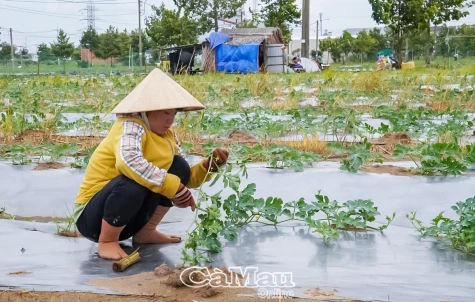 Chăm chút vụ dưa