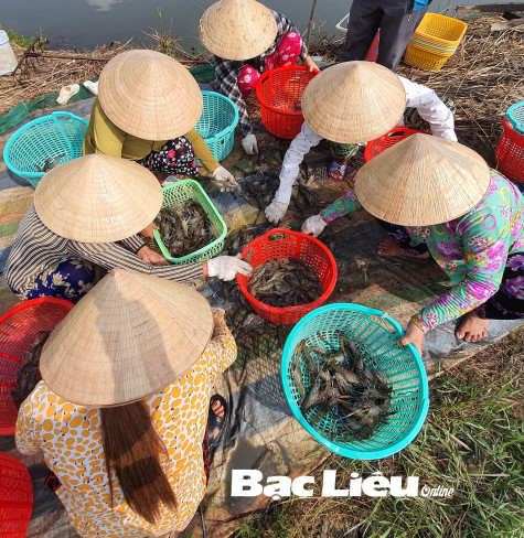 Nông dân vùng chuyển đổi trúng giá tôm càng xanh đầu vụ