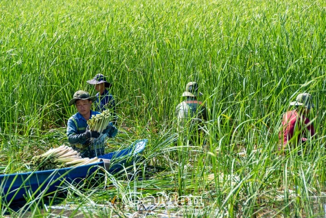 Quyết tâm xoá nghèo