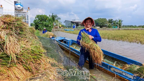 Trúng mùa lúa trên đất nuôi tôm