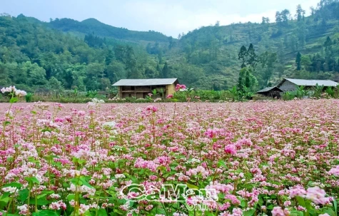 Hà Giang - Mùa hoa tam giác mạch