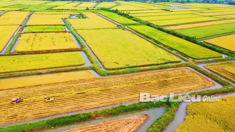 Nông dân vùng chuyển đổi vào vụ thu hoạch lúa
