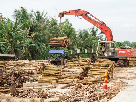 Mùa thu hoạch gỗ ở U Minh Hạ