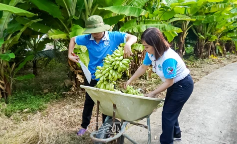 Tăng thu nhập từ chuối cau hương