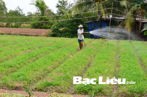 Nông dân TP. Bạc Liêu vào vụ hoa màu tết