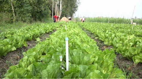 Mùa cải và tháng Chạp