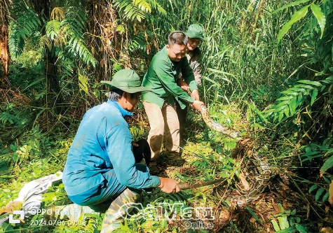 Năm con rắn nhắc chuyện nuôi.. trăn