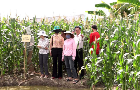 Hội thảo tổng kết mô hình trồng thử nghiệm một số giống bắp mới cho năng suất cao