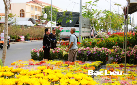 Lượng hoa, cây kiểng phục vụ Tết tăng khoảng 20%