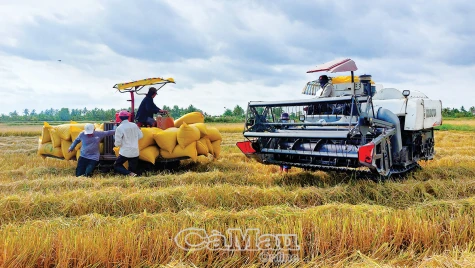 Sức sống vùng ngọt