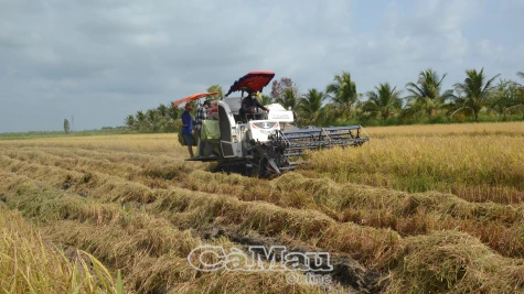 Phấn khởi ra đồng đầu năm mới