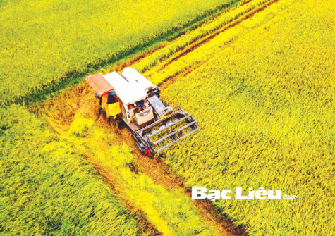 Trên cánh đồng thuận thiên ở Bạc Liêu