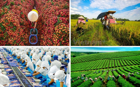 Việt Nam tiếp tục tăng cường hợp tác với FAO, góp phần phát triển, chuyển đổi nông nghiệp, lương thực bền vững trên thế giới