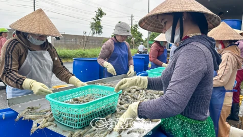 Cà Mau sẽ giữ vững vị thế xuất khẩu tôm