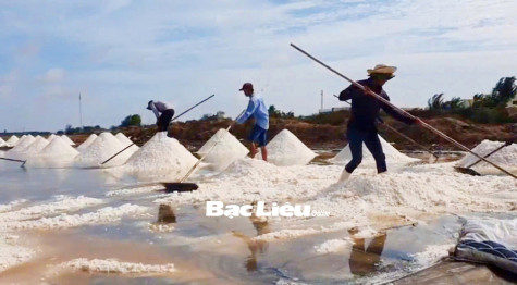 Diêm dân phấn khởi vụ muối đầu năm
