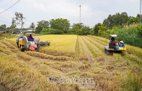 Nông dân được mùa lúa đông xuân